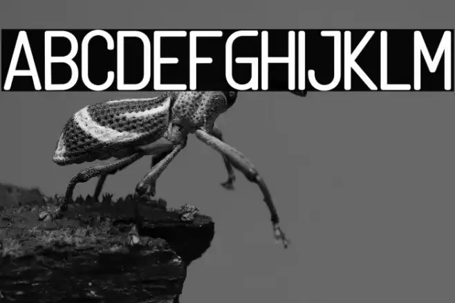 Linguineve Font examples