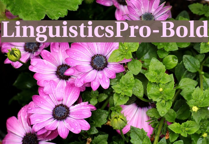 LinguisticsPro-Bold Font examples