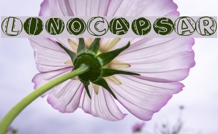 LinoCapsAR Font examples