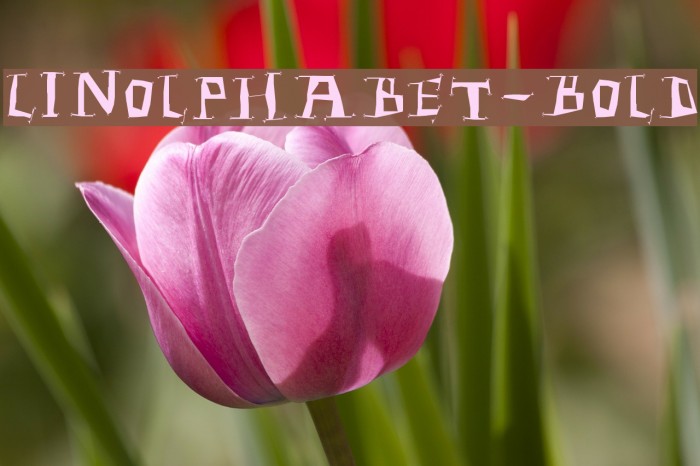 Linolphabet-Bold Font examples