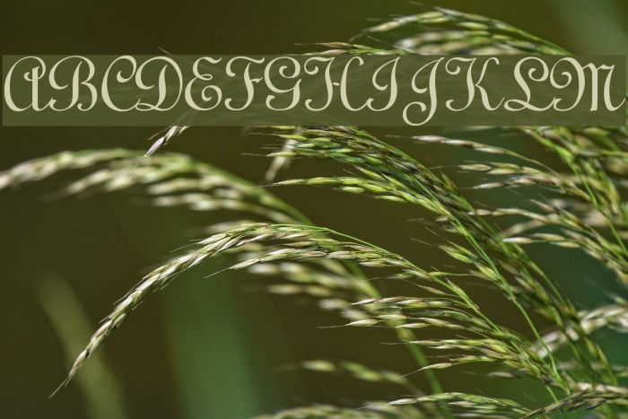 Linoscript Example 2