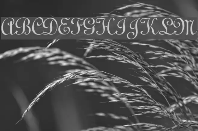 Linoscript Example 2