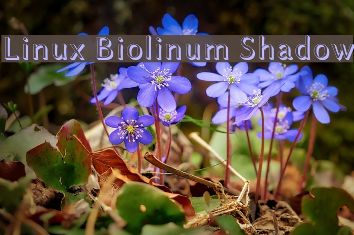 Linux Biolinum Shadow Font examples