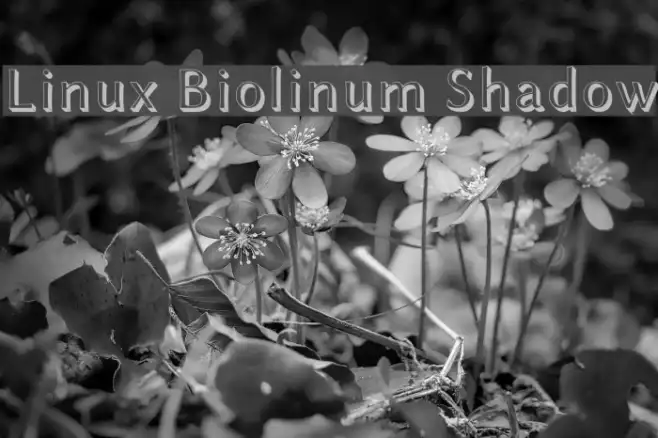 Linux Biolinum Shadow Example 3