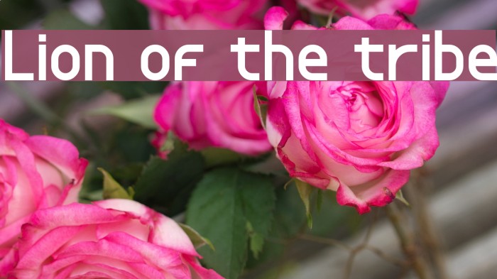 Lion of the tribe Example 1