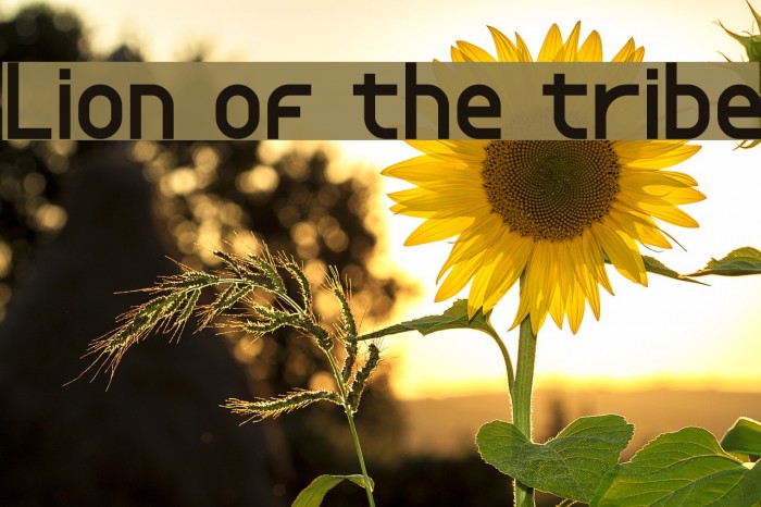 Lion of the tribe Example 2