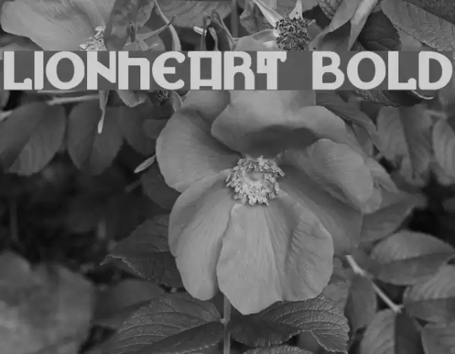 Lionheart Bold Font examples