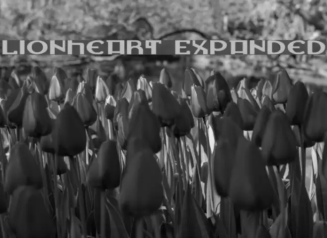 Lionheart Expanded Font examples