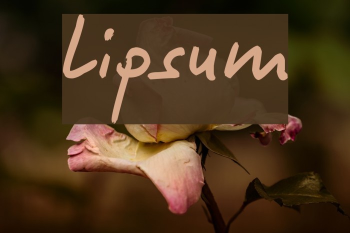 Lipsum Font examples