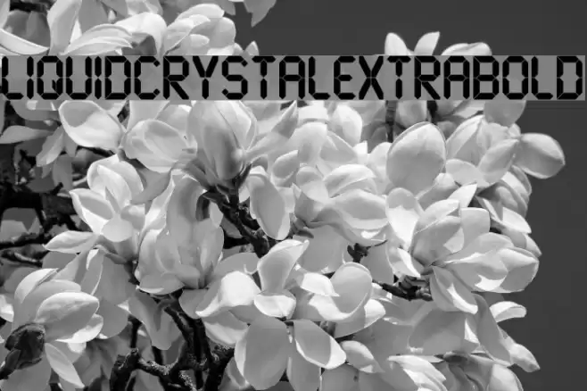 LiquidCrystal-ExtraBold Font examples