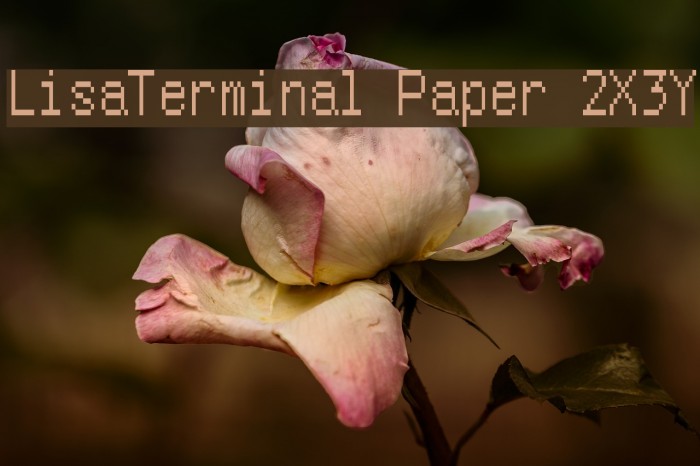 LisaTerminal Paper 2X3Y Example 1