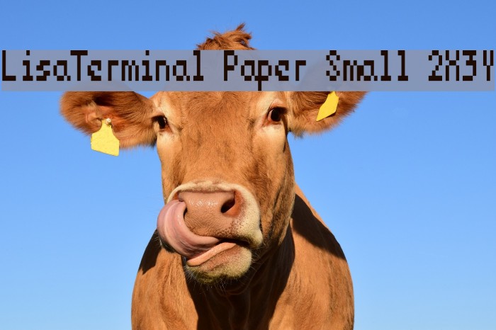 LisaTerminal Paper Small 2X3Y Example 1