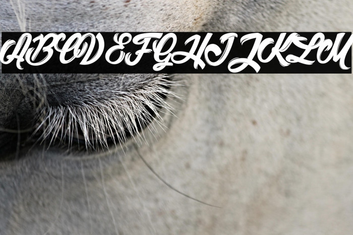 Litchis Island light_PersonalUseOnly Example 3