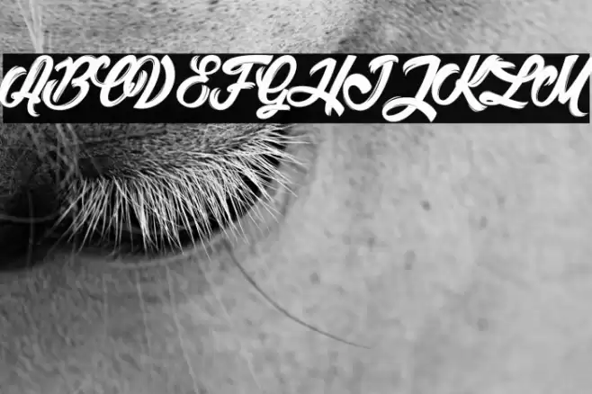 Litchis Island light_PersonalUseOnly Font examples