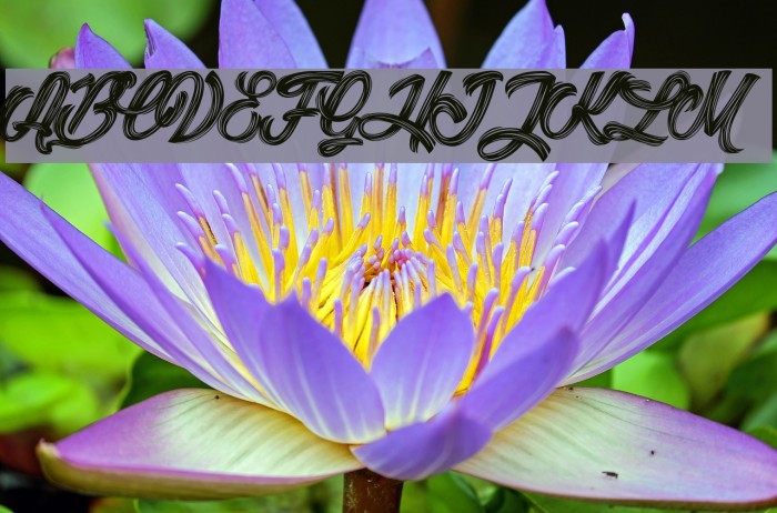 Litchis Island_PersonalUseOnly Font examples