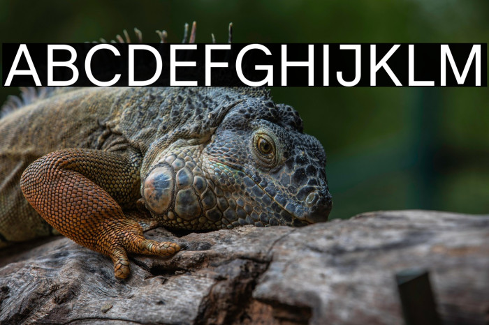 Literal-Regular Example 3