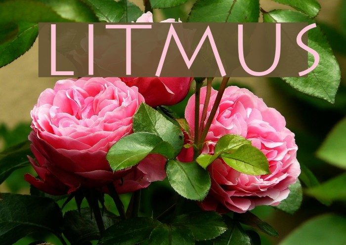 Litmus Font examples