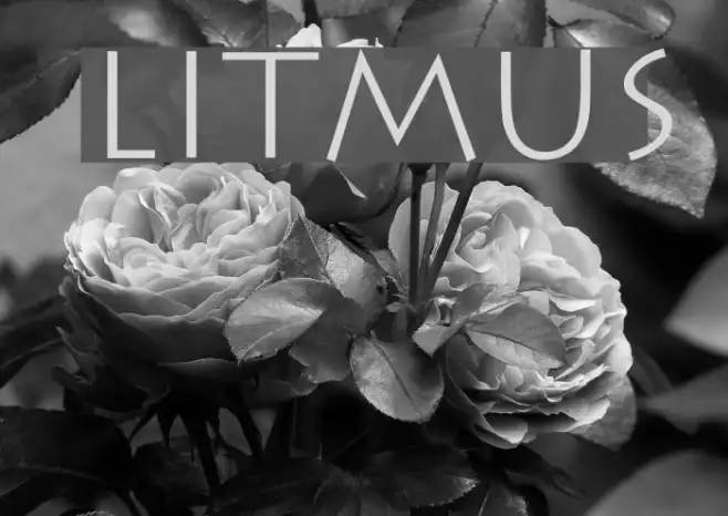 Litmus Example 3