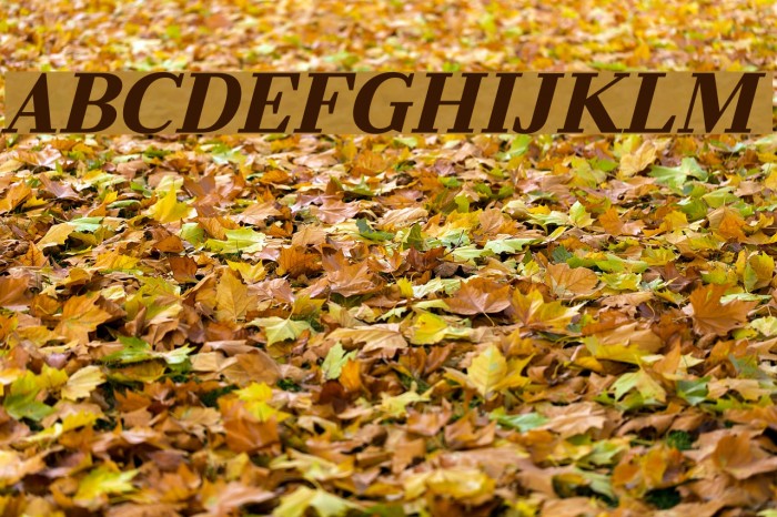 Litoland Italic Font examples