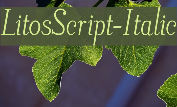 LitosScript-Italic Font examples