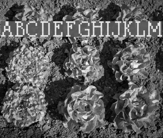 LitterLover Font examples