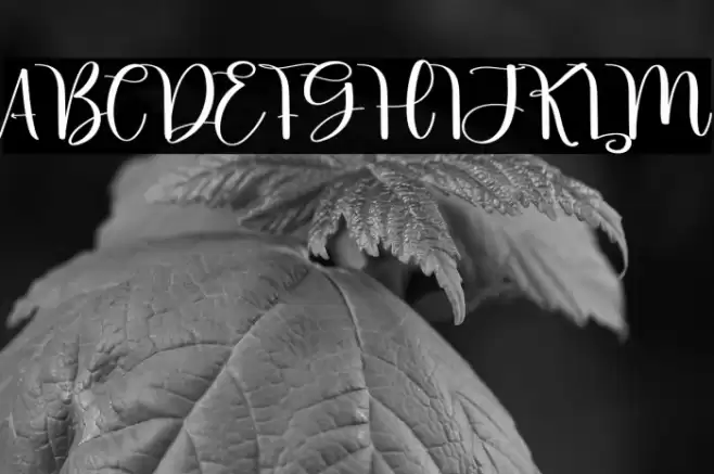 Little Beach 字体 examples