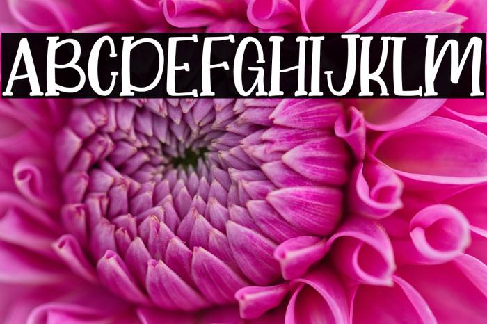 Little Koala Example 3