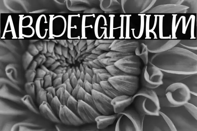 Little Koala Font examples