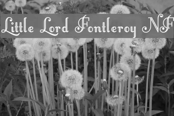 Little Lord Fontleroy NF Font examples