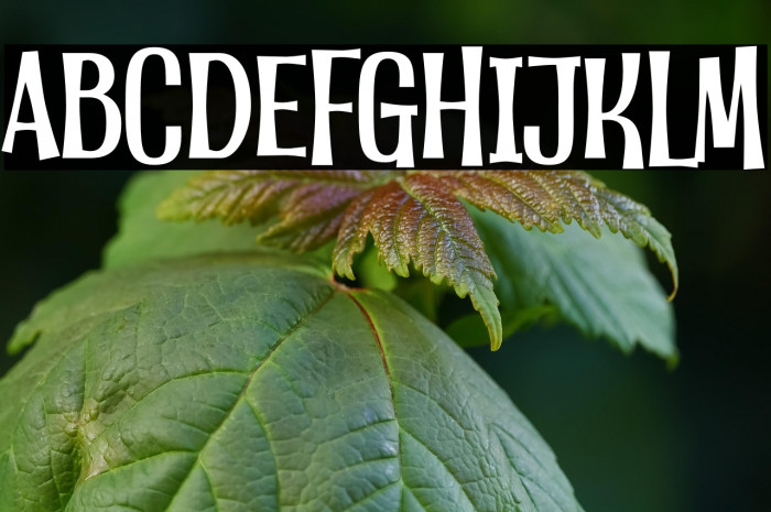 Little Monster Example 1