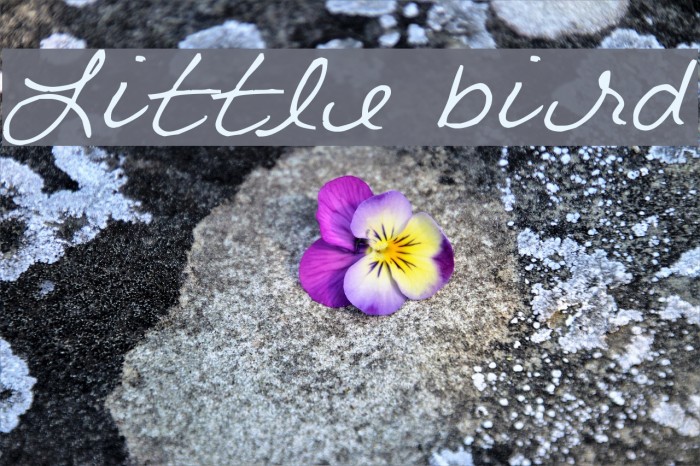 Little bird Font examples