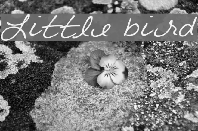 Little bird Example 2