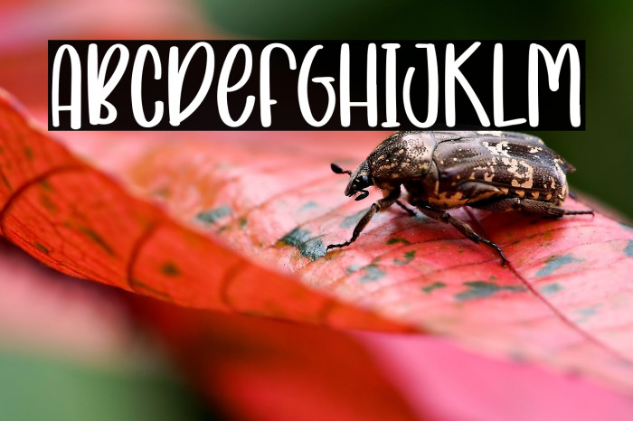 LittleTheWingsRegular Example 3