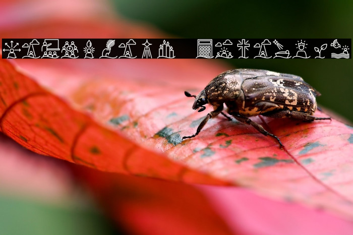 Liturgica Semibold Example 1