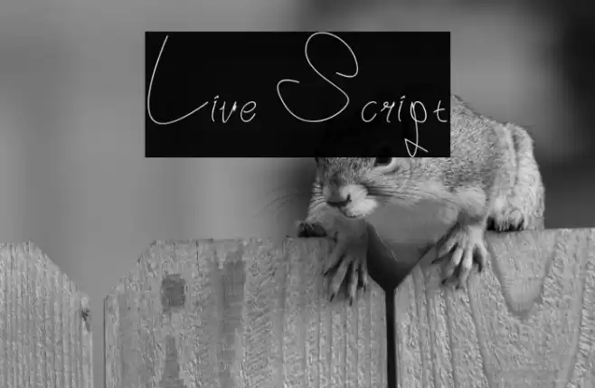 Live Script خط examples