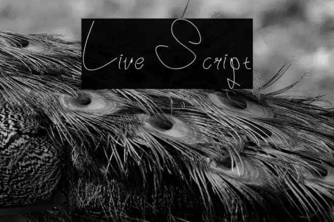 Live Script خط examples