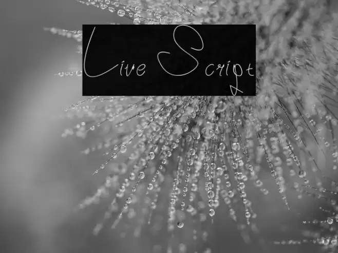 Live Script خط examples