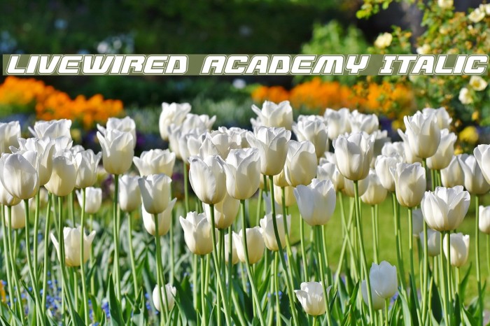 Livewired Academy Italic Example 1