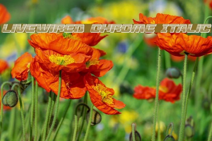 Livewired Chrome Italic Example 3