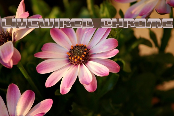 Livewired Chrome Example 1