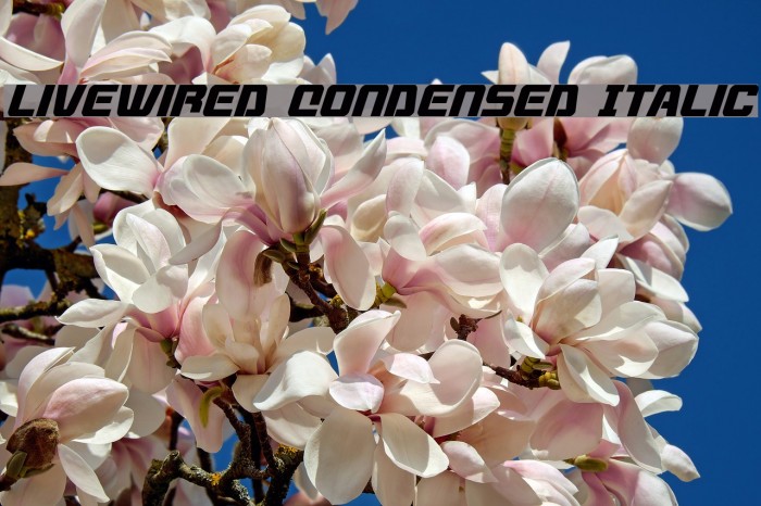 Livewired Condensed Italic Example 2