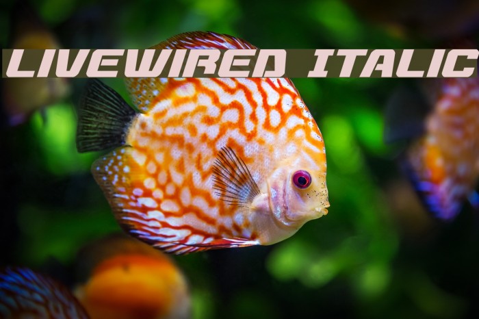 Livewired Italic Font examples