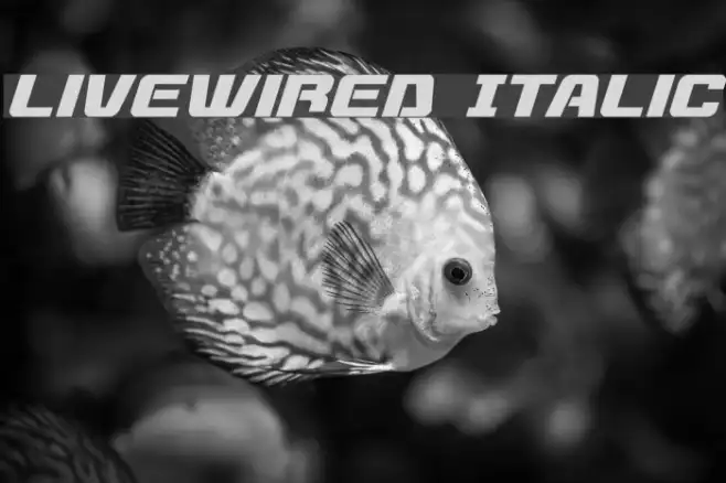 Livewired Italic Example 3