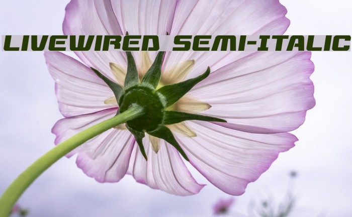 Livewired Semi-Italic Example 2