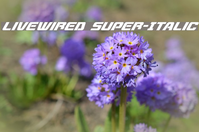 Livewired Super-Italic Font examples
