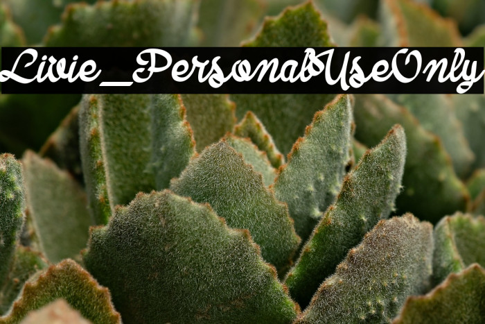 Livie_PersonalUseOnly Example 1