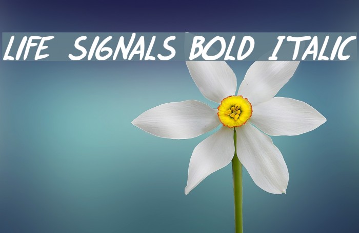 life signals Bold Italic Font examples