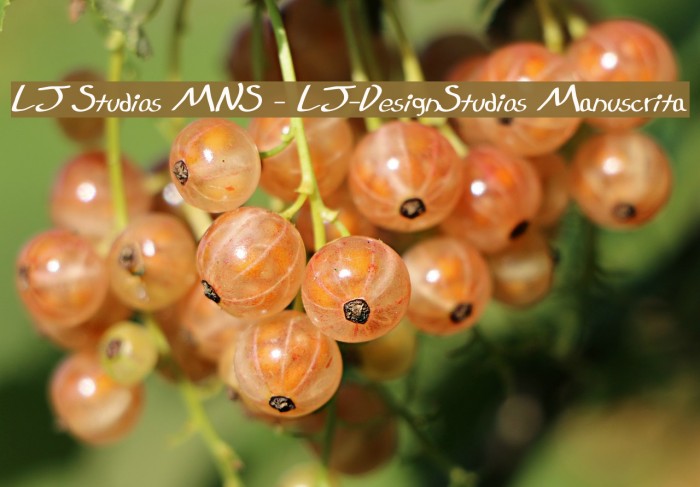 LJ Studios MNS - LJ-DesignStudios Manuscrita フォント examples