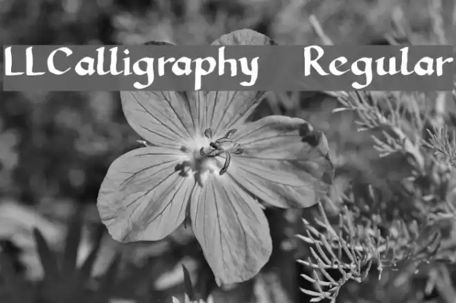 LLCalligraphy Regular Font examples