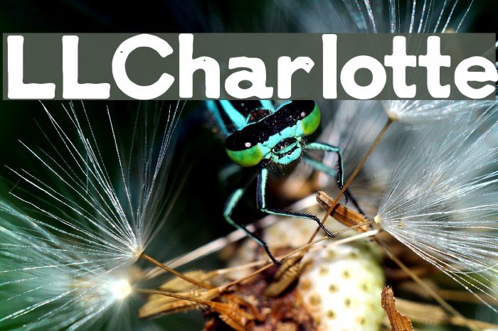LLCharlotte Font examples